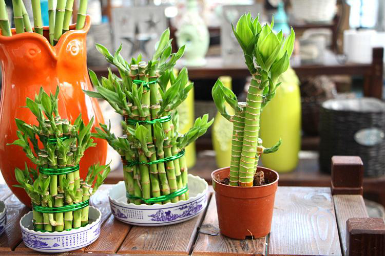 辦公室前臺放什么植物比較好，綠植擺放有哪些(圖1)